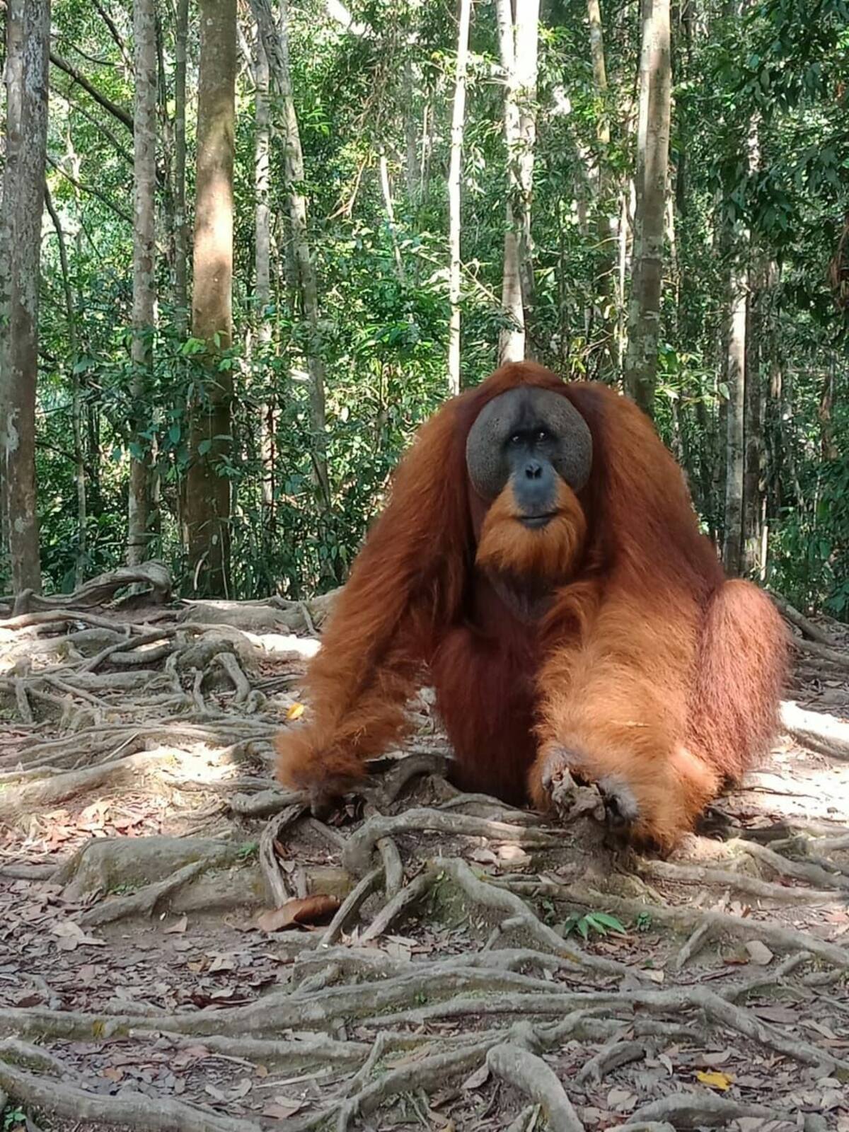 Orang Utan